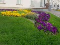 Zastosowanie obrzeża Gardenbord 45 - Rzeszów ul. 3 Maja