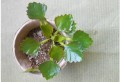 Doniczki torfowe okrągłe - 8x8 cm - 24 szt.
