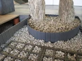 EKO-PALISADA grafit
